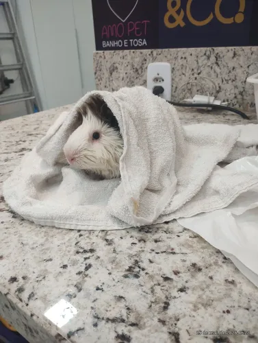 Vendo porquinho da índia 
