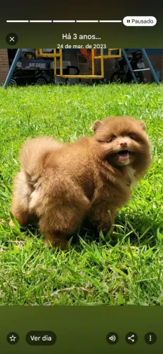 Spitz Alemão fêmea - pedigree CBKC