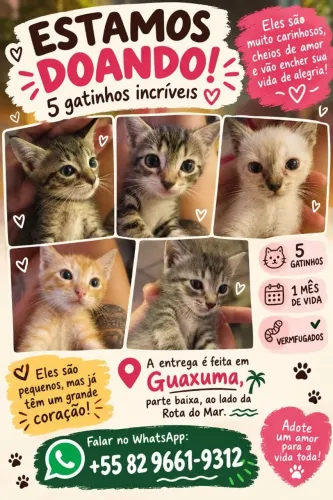 Doação de gatinhos, para pessoas responsáveis ?