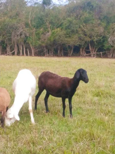 Carneiros e ovelha