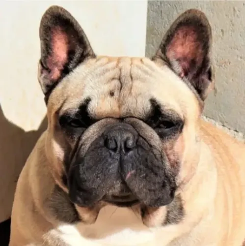 Buldogue Francês 