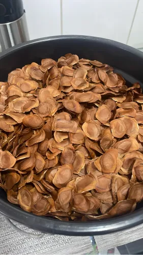 Sementes de Mogno Africano