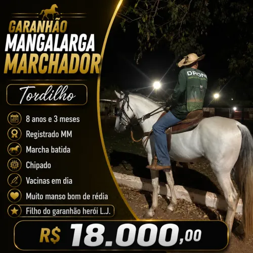 Cavalo garanhão