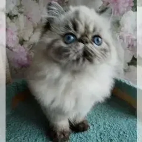 Gato Persa Rajado