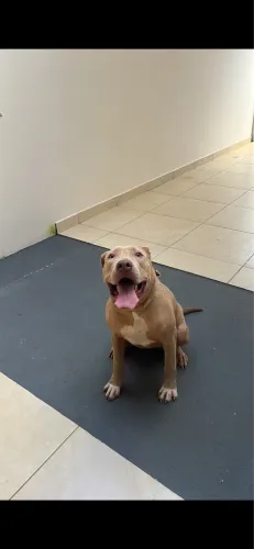 Doação Pitbull