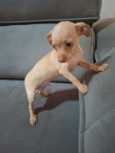 Pinscher machinho