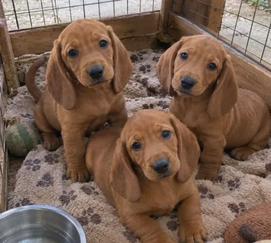 Basset Salsichinha - Só Colocar no Pão 