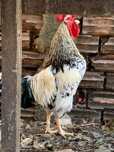 Galo/frango a venda