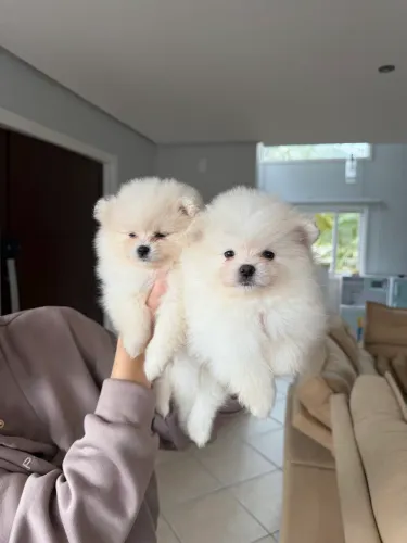 Spitz Alemão mini Lulu da Pomerania filhote fêmea
