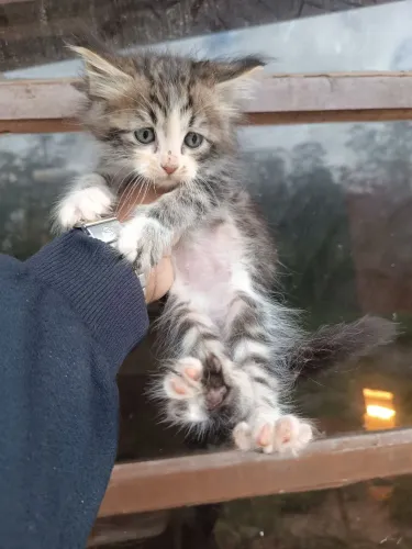 Filhotes de Gatos Maine Coon