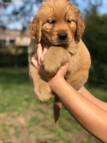 Golden Retriever,Golden Retriever Filhote Disponível Alta Qualidade