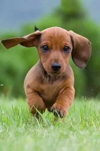 Dachshund / Teckel Correr vira diversão