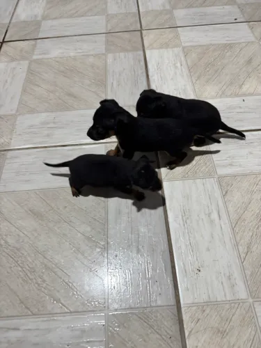 Pinscher
