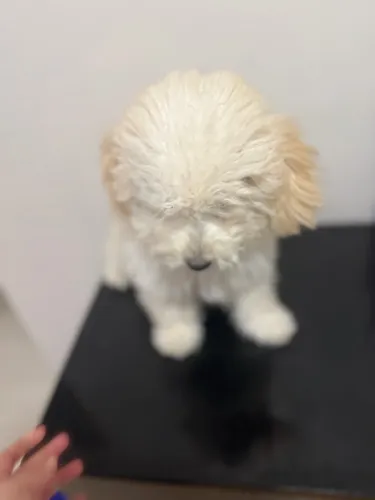 Poodle macho 7 meses (reembolso despesas apenas)