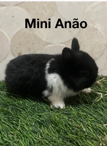 Mini coelhos