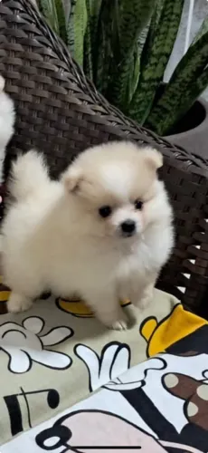Lindos filhotes de spitz alemão macho disponível 