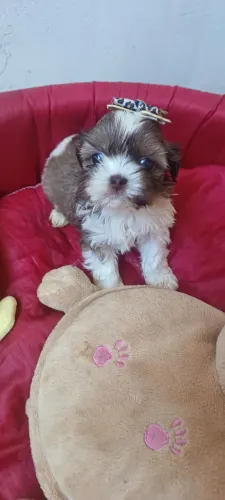 Shihtzu femea micrinho