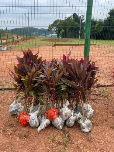 Plantas ornamentais a preço de ROÇA! (leia a descrição) 