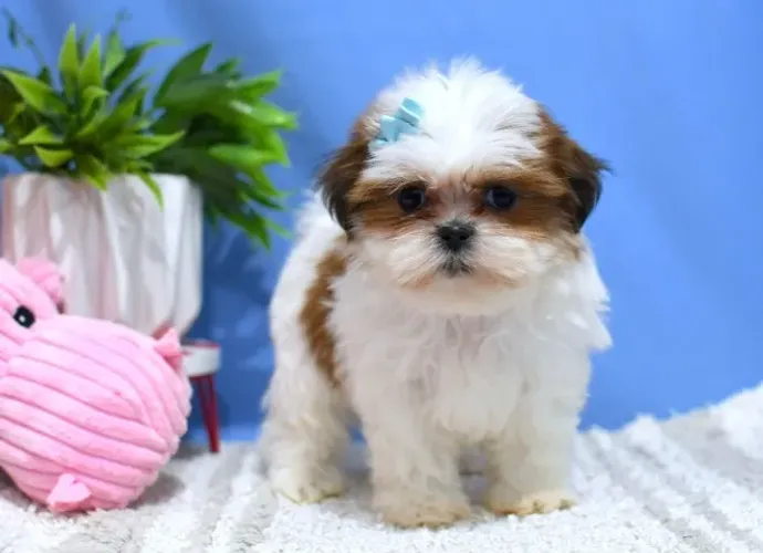 Filhotes de Shih Tzu | Amor em cada lambidinha.
