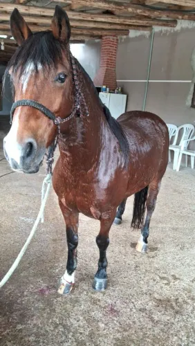Cavalo baguá 2 anos 