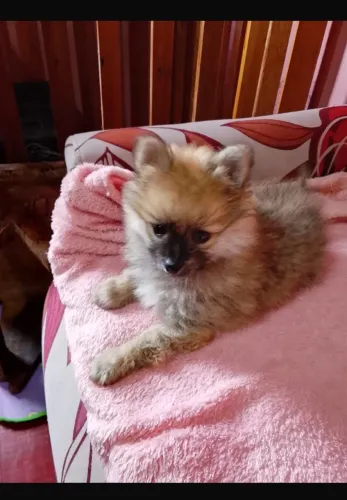 Lulu da Pomerânia