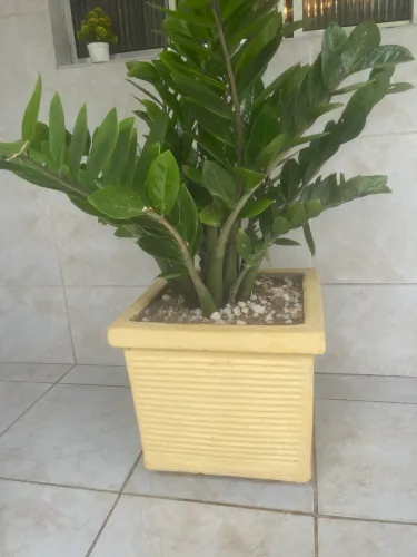 Planta zamioculca