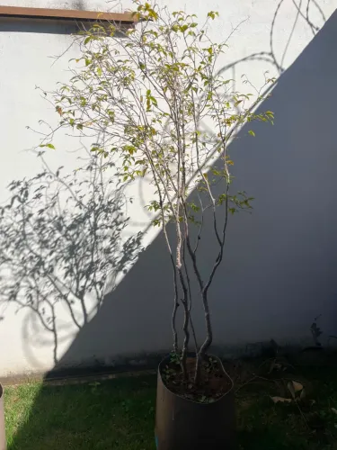 Jabuticaba, acerola, limão