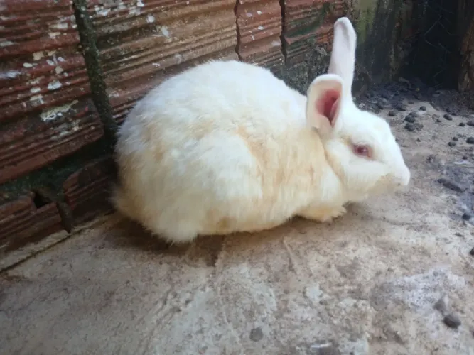 Coelhos