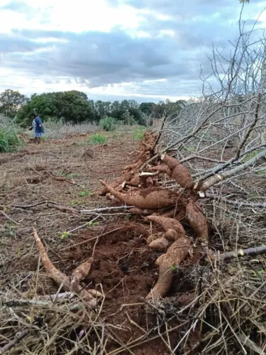 MANDIOCA direto da roça