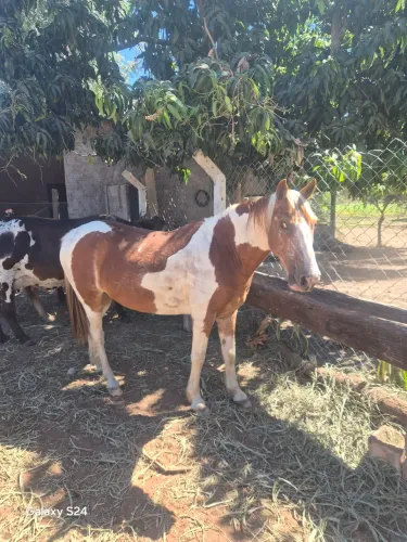 VENDO CAVALO