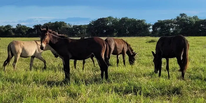 Vende-se burros e mulas pra serviço