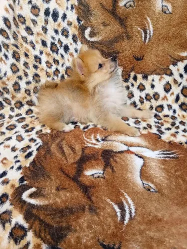 Lulu da Pomerânia (anão )filhotes 3 mês