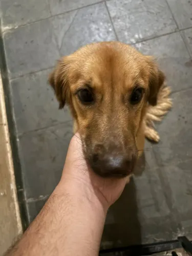 Adoção 