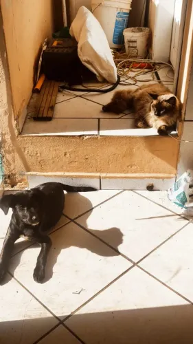 cachorrinha fêmea para doação