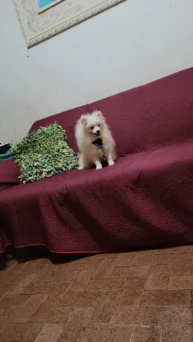 Spitz Alemão Anão Macho Com 7 Meses.