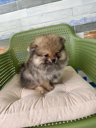 Spitz alemão/lulu da pomerânia anão fêmea com pedigree CBKC