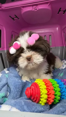 Shihtzu FÊMEA E MACHO