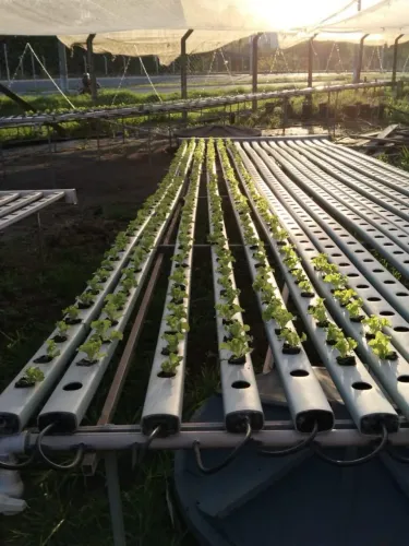 Passo vendo ponto de horta e Hortifruti