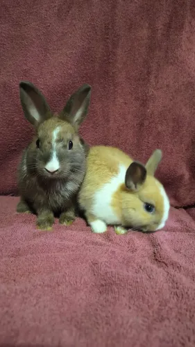 Mini coelhos e porquinhos da india
