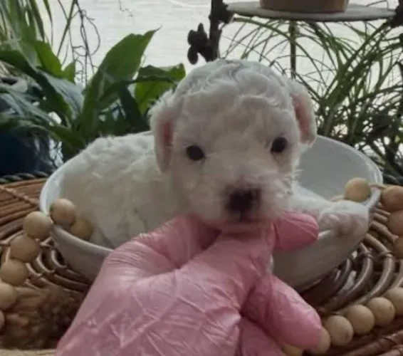 Poodle Toy Filhotes Diferenciados.