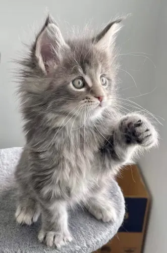 Filhotes lindos de Mainecoon disponíveis 