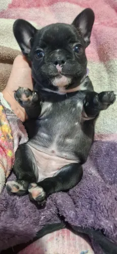 Filhote de buldogue frances 
