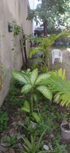 Plantas de vários preço