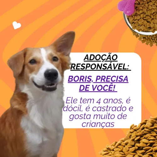 Adoção responsável do Boris - Castrado 