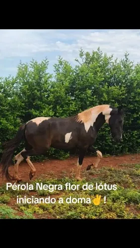 Mangalarga marchador.