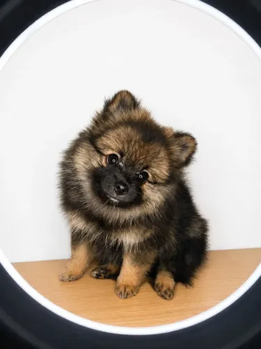 Linda Filhote Fêmea Spitz Alemão Lulu da Pomerânia 