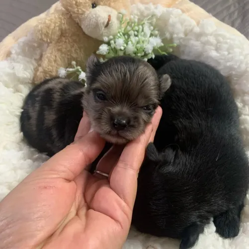Chihuahua