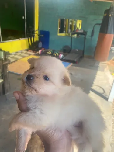 Lulu da Pomerania/ splitz alemão 