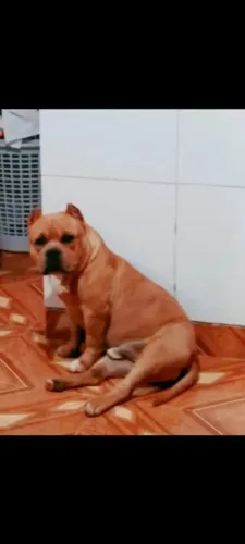 Filhotes de American Bully disponíveis ... Pai e mãe no local .