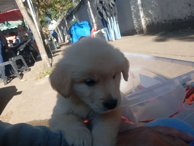 Golden Retriever Machinho disponível 